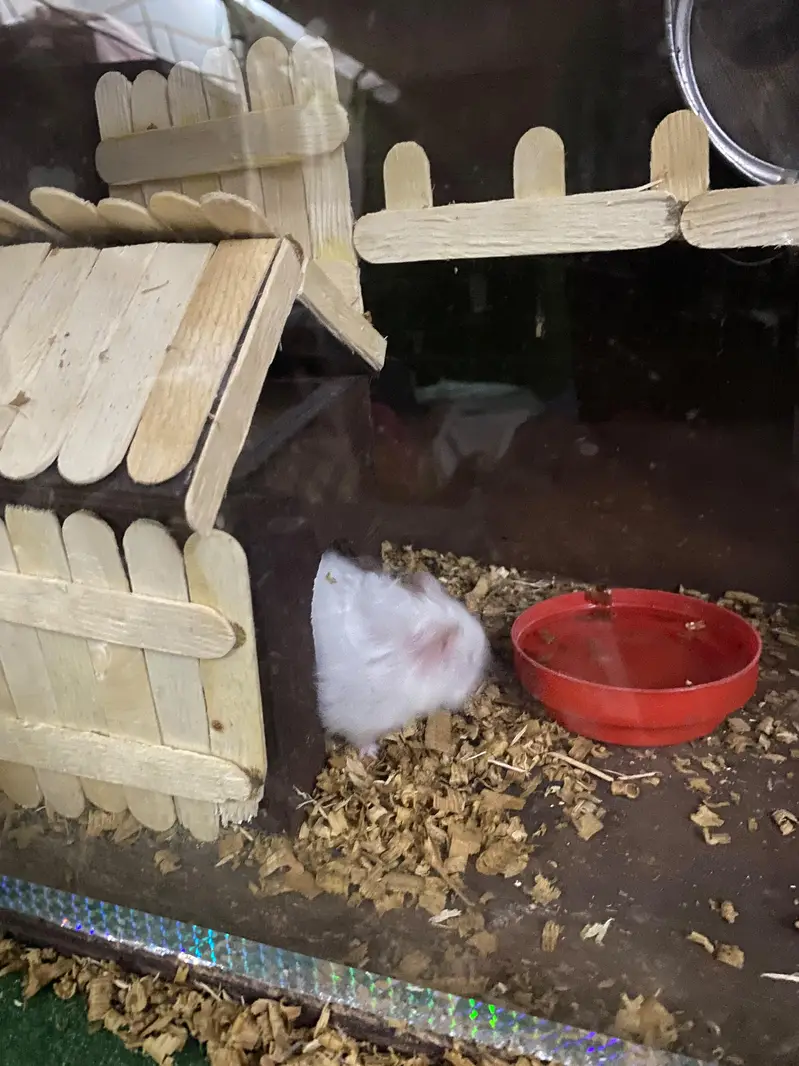 syrian hamster for sell — photo 2