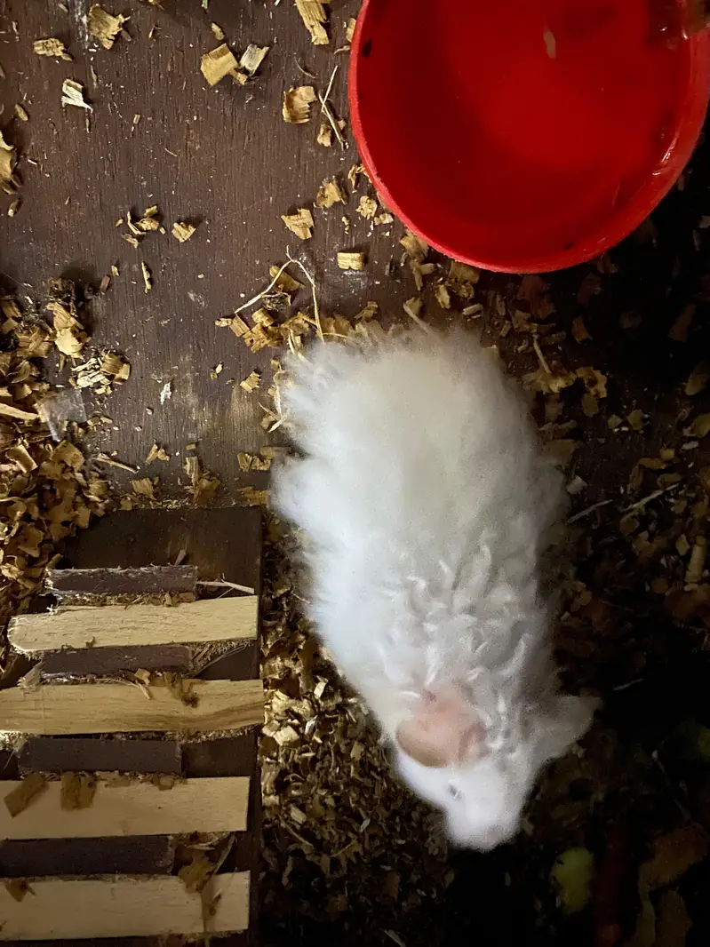syrian hamster for sell — photo 3