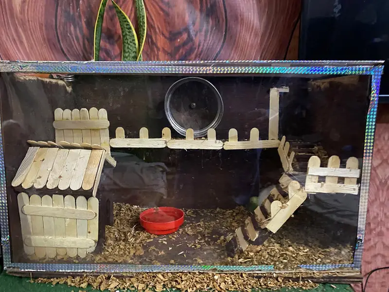 syrian hamster for sell — photo 4