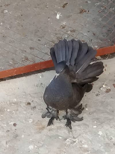 Fantail chick's