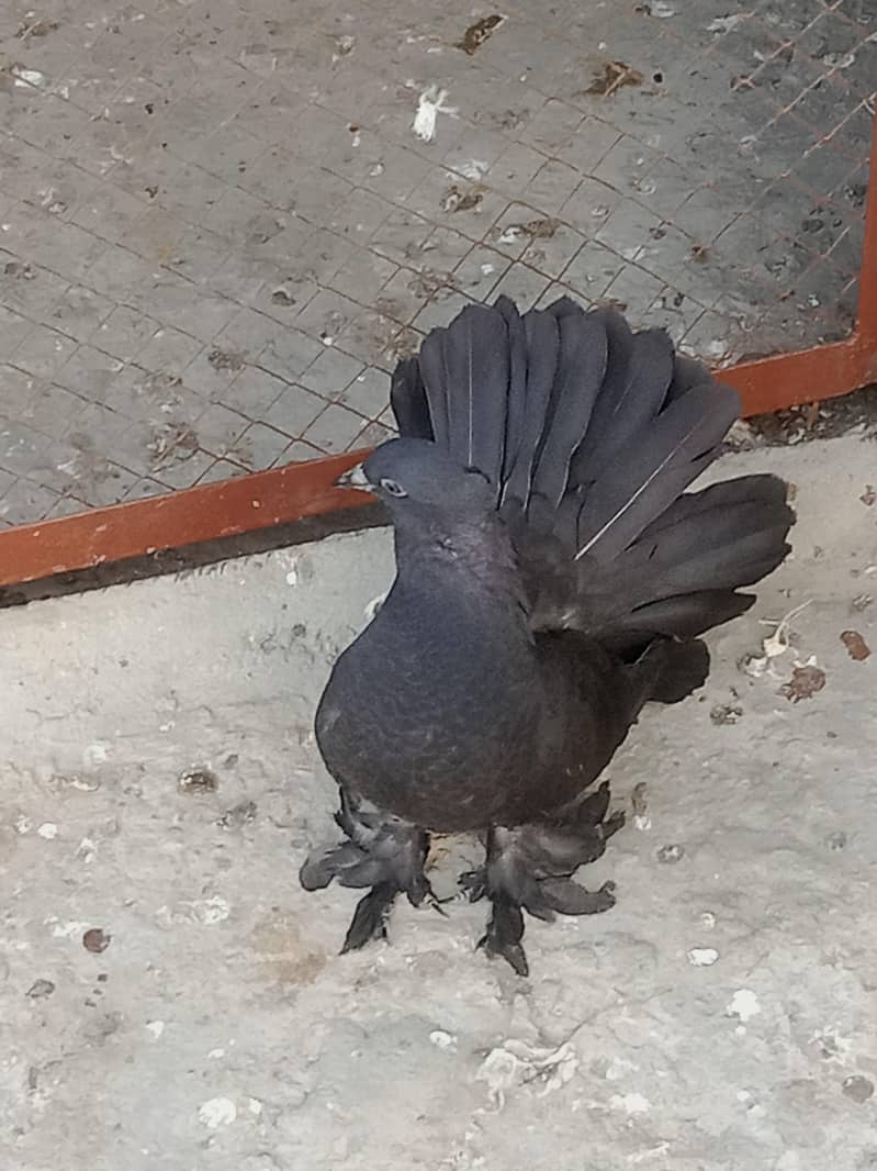 Fantail chick's 1