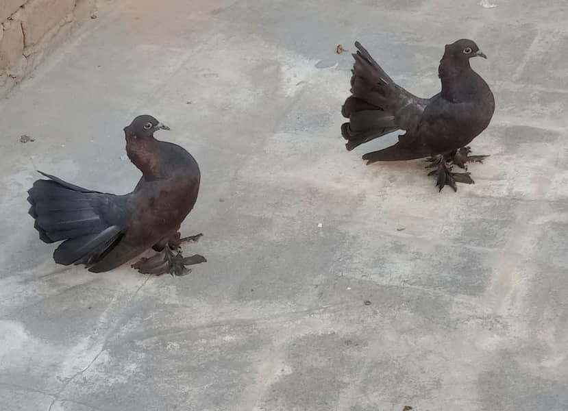 Fantail chick's 2
