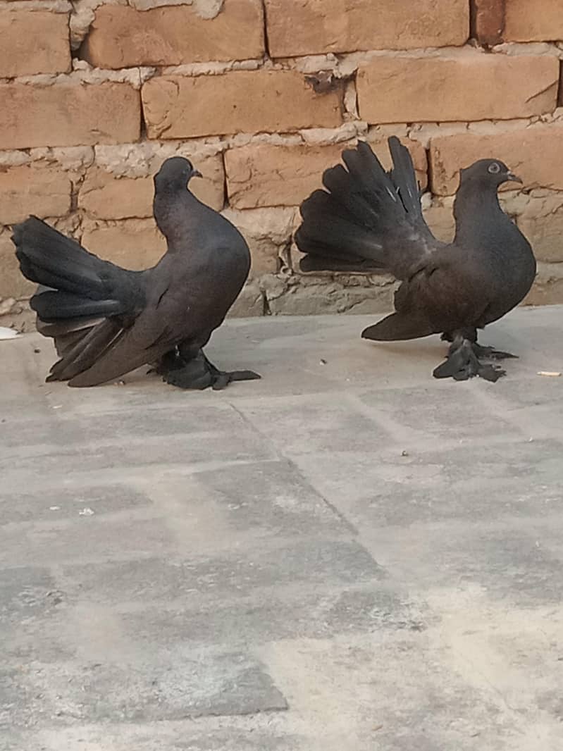 Fantail chick's 3