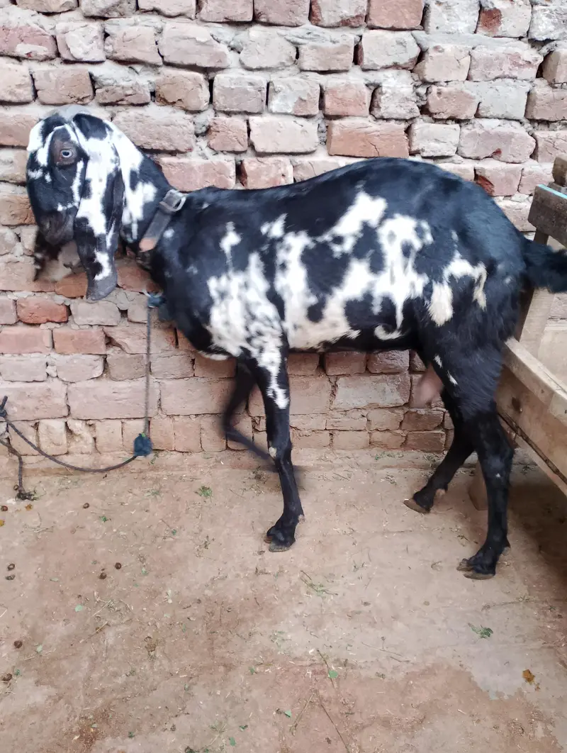 4 dant confirm ghaban or dhood bhi dy rhi abhi — photo 2