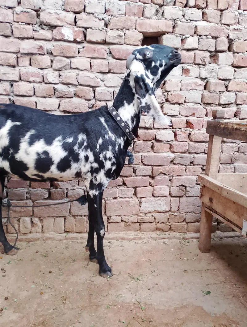 4 dant confirm ghaban or dhood bhi dy rhi abhi — photo 3