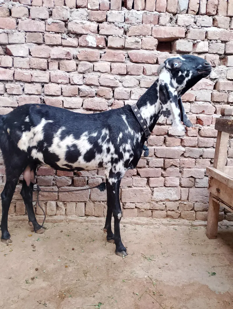 4 dant confirm ghaban or dhood bhi dy rhi abhi — photo 4