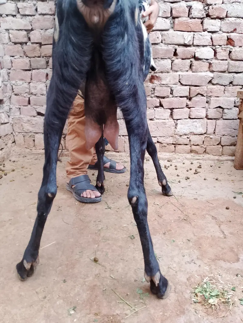 4 dant confirm ghaban or dhood bhi dy rhi abhi — photo 5