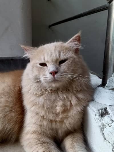 CAT FOR SALE