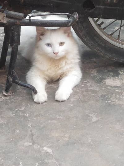 double eye