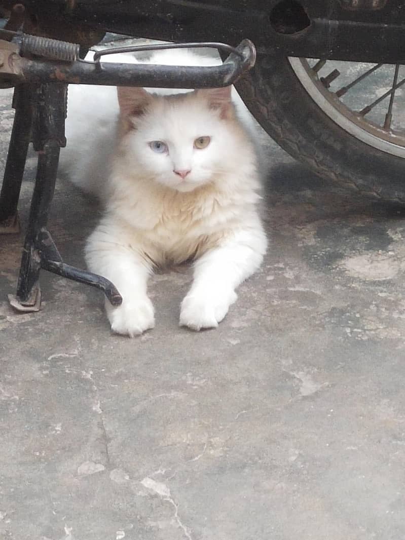 double eye 0