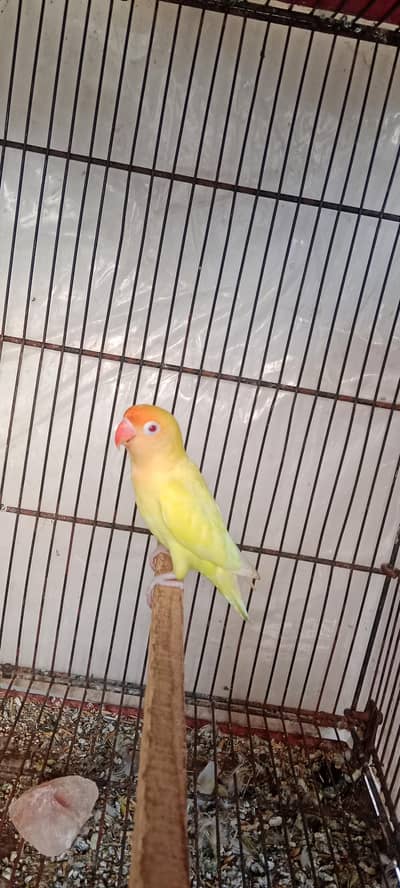 Creamino Male Breeder
