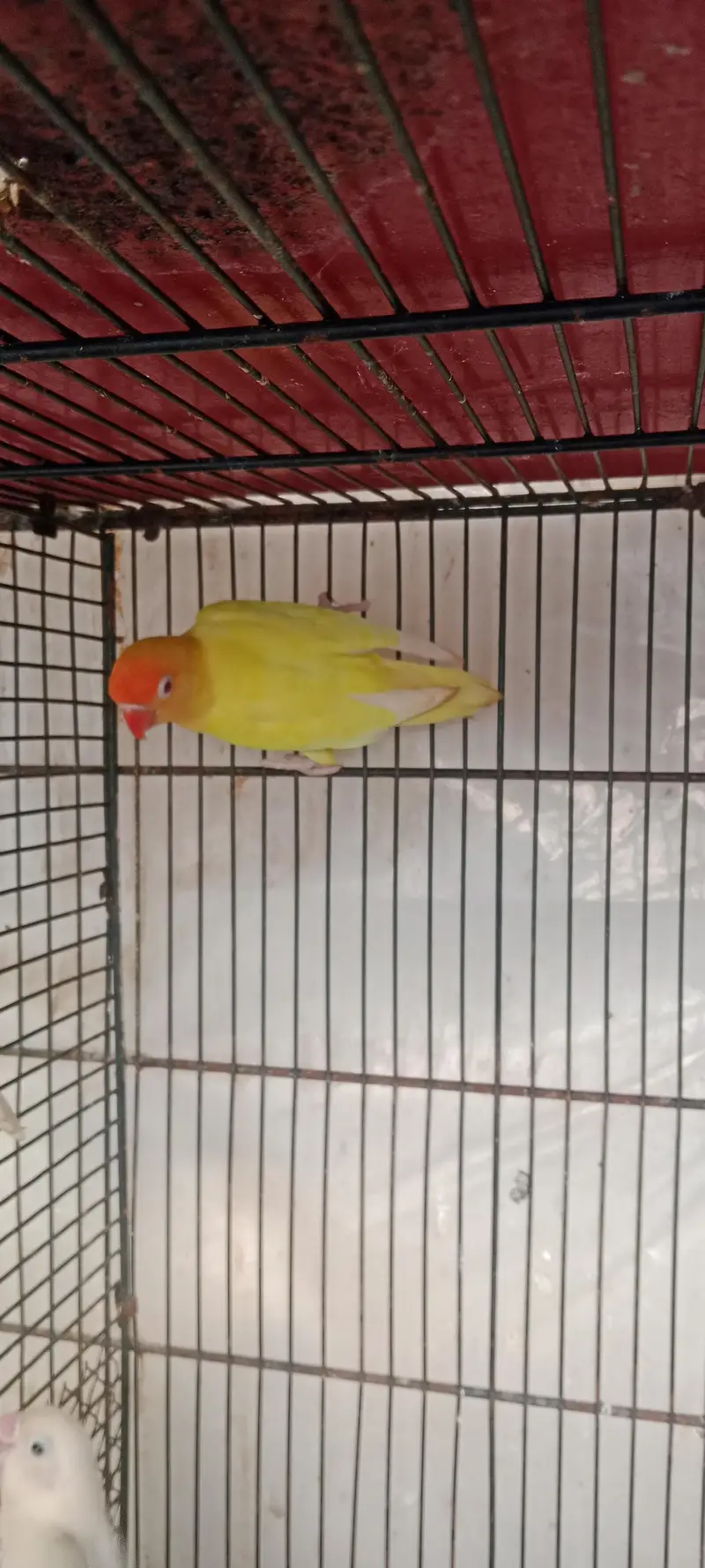 Creamino Male Breeder — photo 2