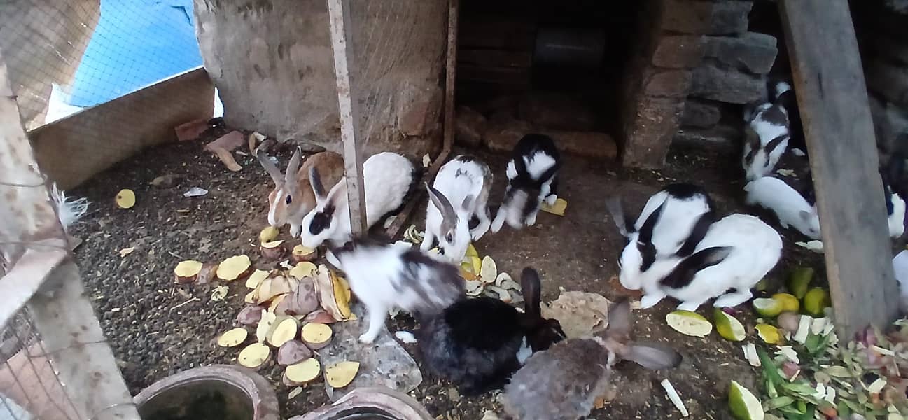 Rabbits 0