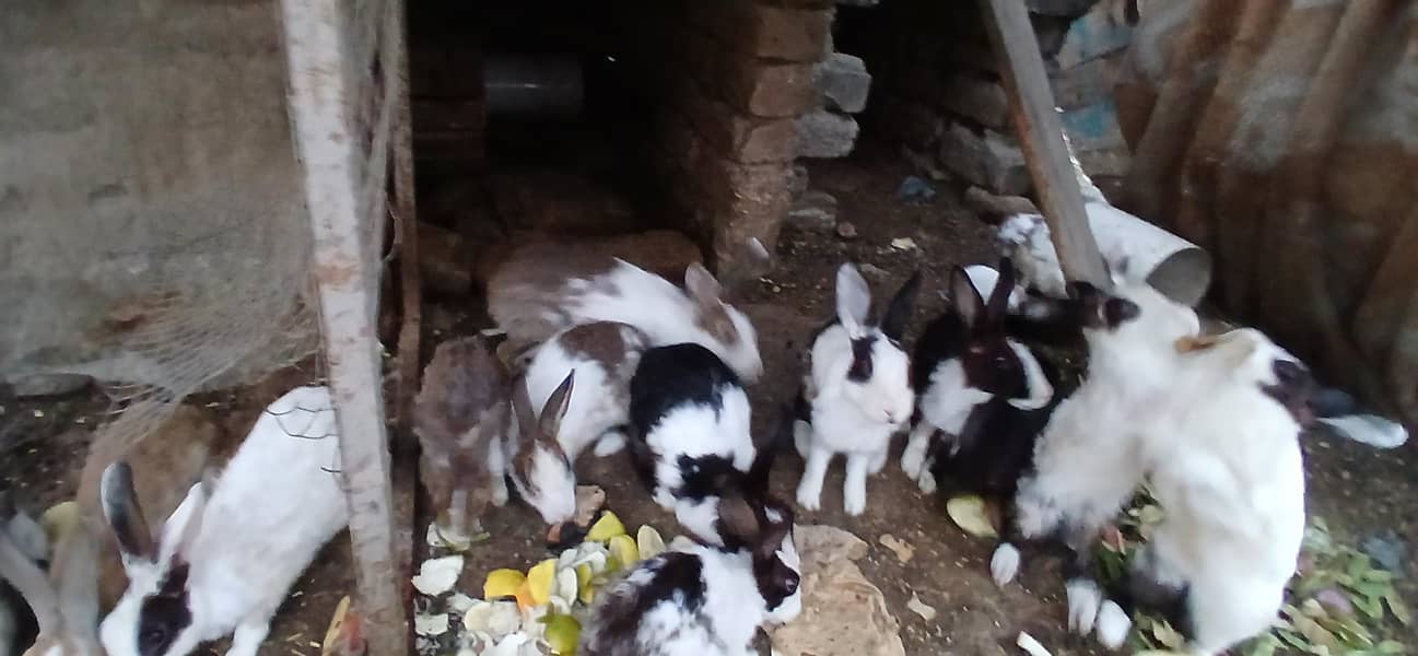 Rabbits 1