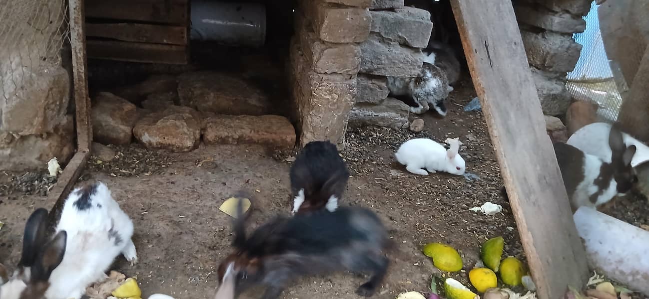 Rabbits 2