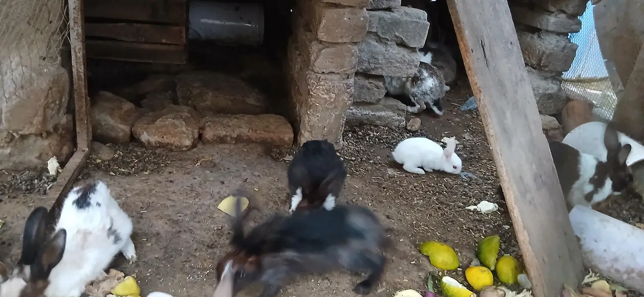 Rabbits — photo 3
