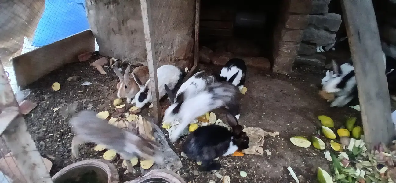 Rabbits — photo 5