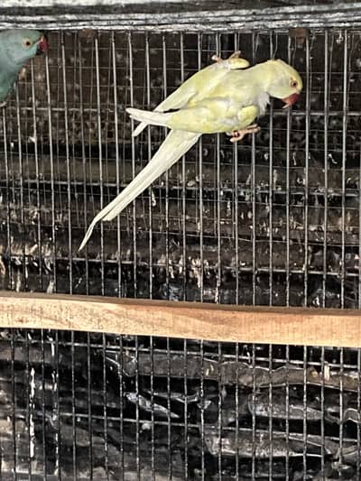 Blue , Cremino females for sale