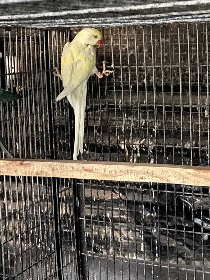Blue , Cremino females for sale — photo 2