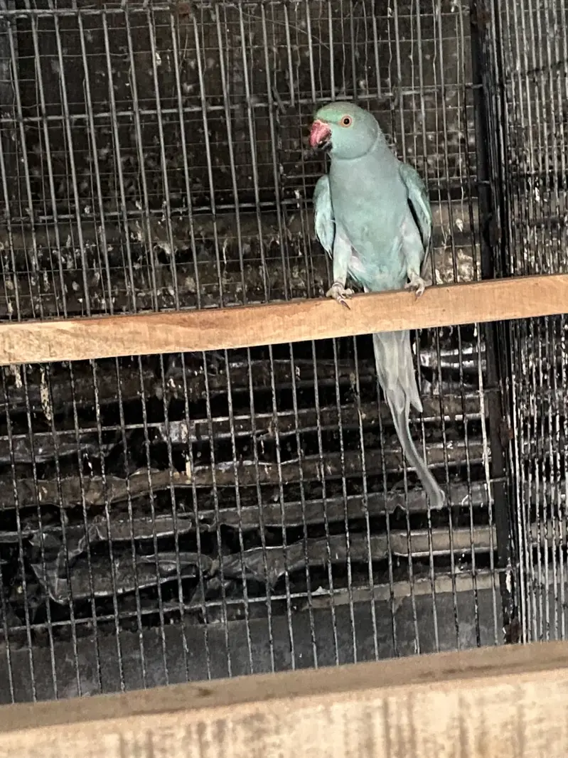 Blue , Cremino females for sale — photo 3