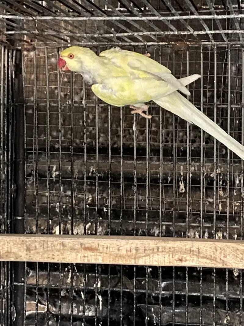 Blue , Cremino females for sale — photo 4