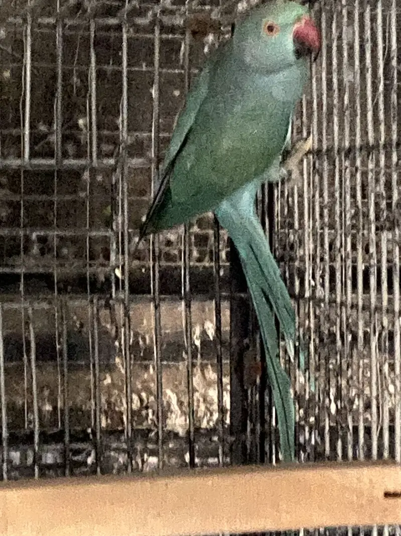 Blue , Cremino females for sale — photo 5