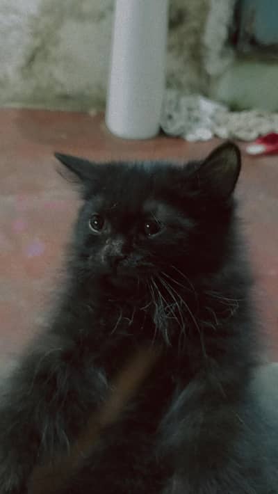 black male kitten for sale
