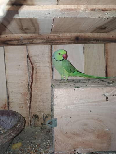 birds