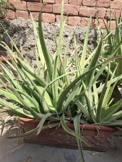Aloe vera Healthy plant