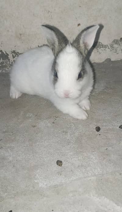 rabbit baby for sale 03224186572