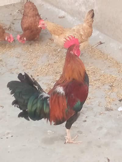 for sale