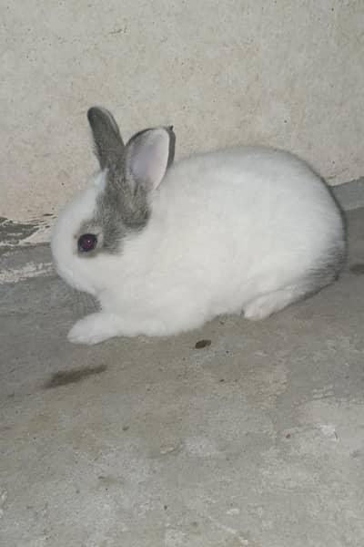 rabbit baby for sale 03224186572