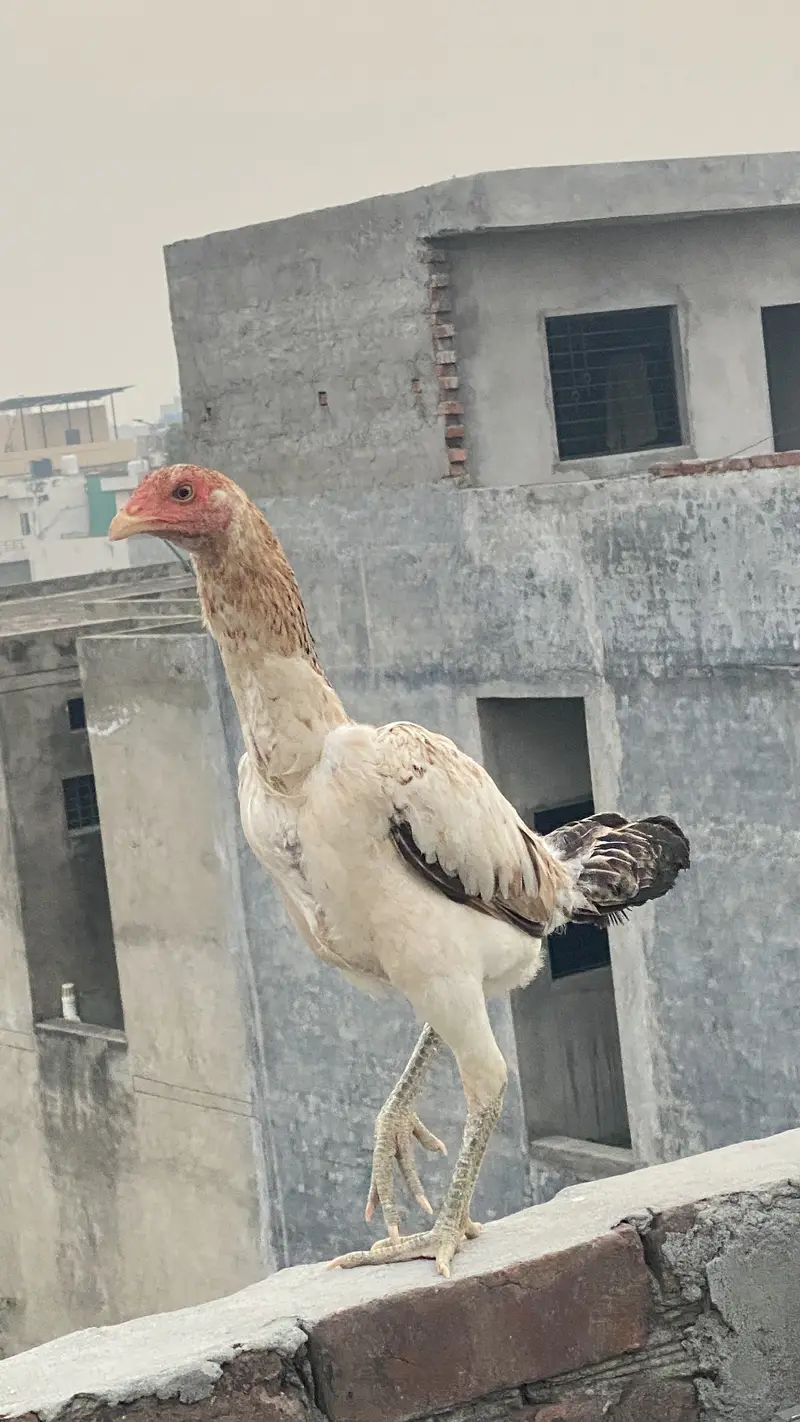 Burmi Female for sale — photo 2