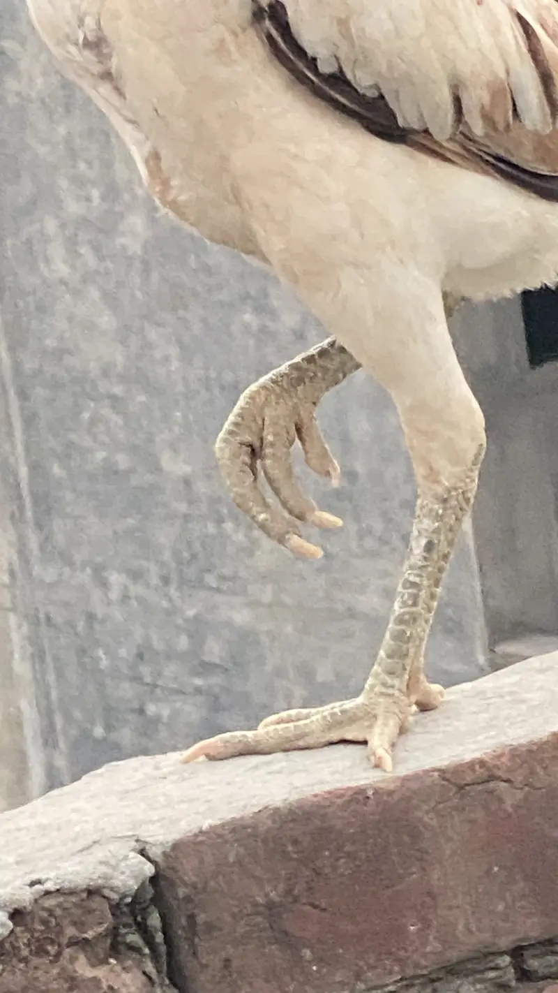 Burmi Female for sale — photo 3
