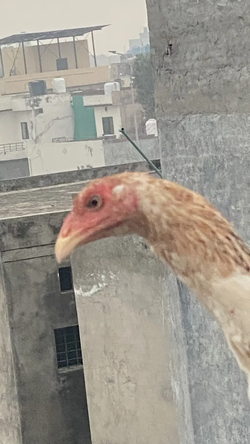 Burmi Female for sale — photo 4