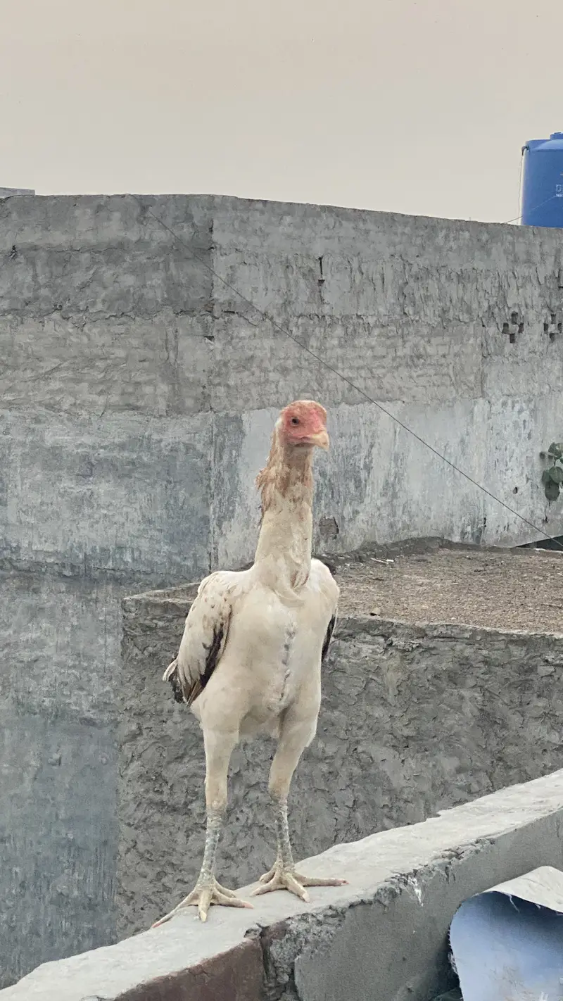 Burmi Female for sale — photo 5