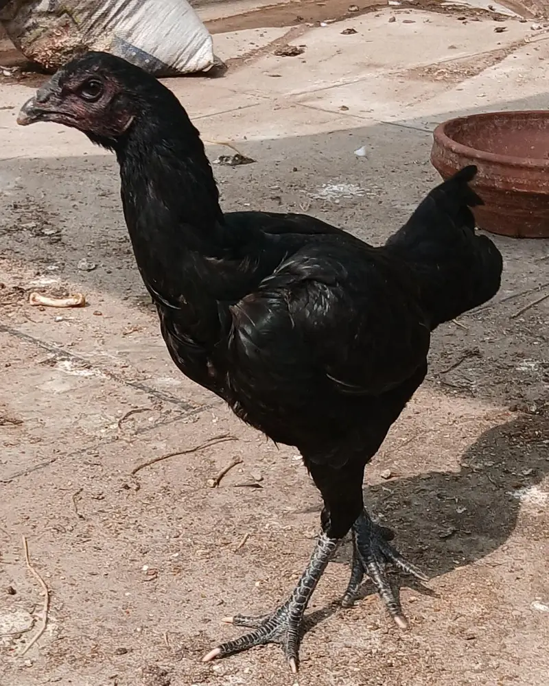 pauns pokay phati — photo 2
