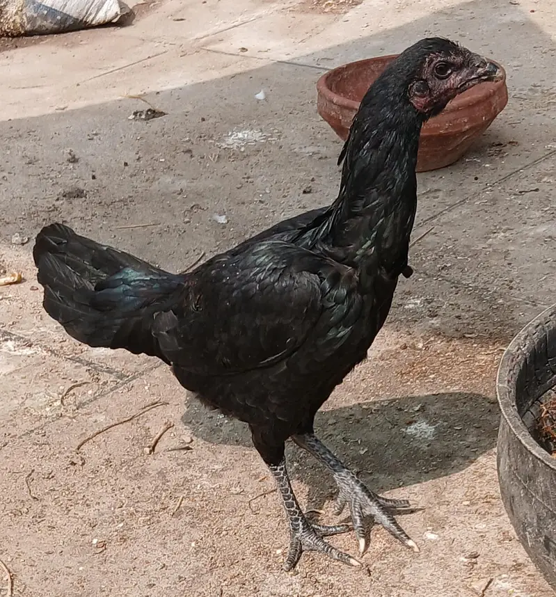 pauns pokay phati — photo 3