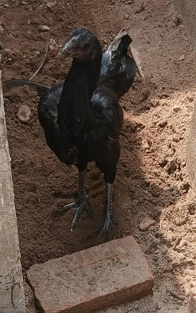 pauns pokay phati — photo 4