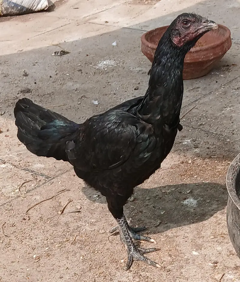 pauns pokay phati — photo 5