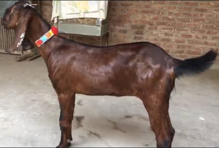 Nagri path age 7 month mun sy kherii for sale