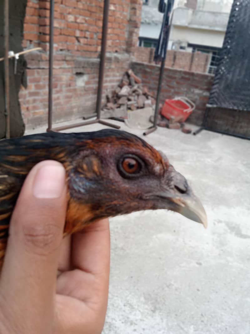 aseel dragon 3