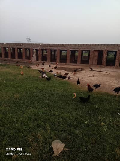 Misri Golden Hens For Sale
