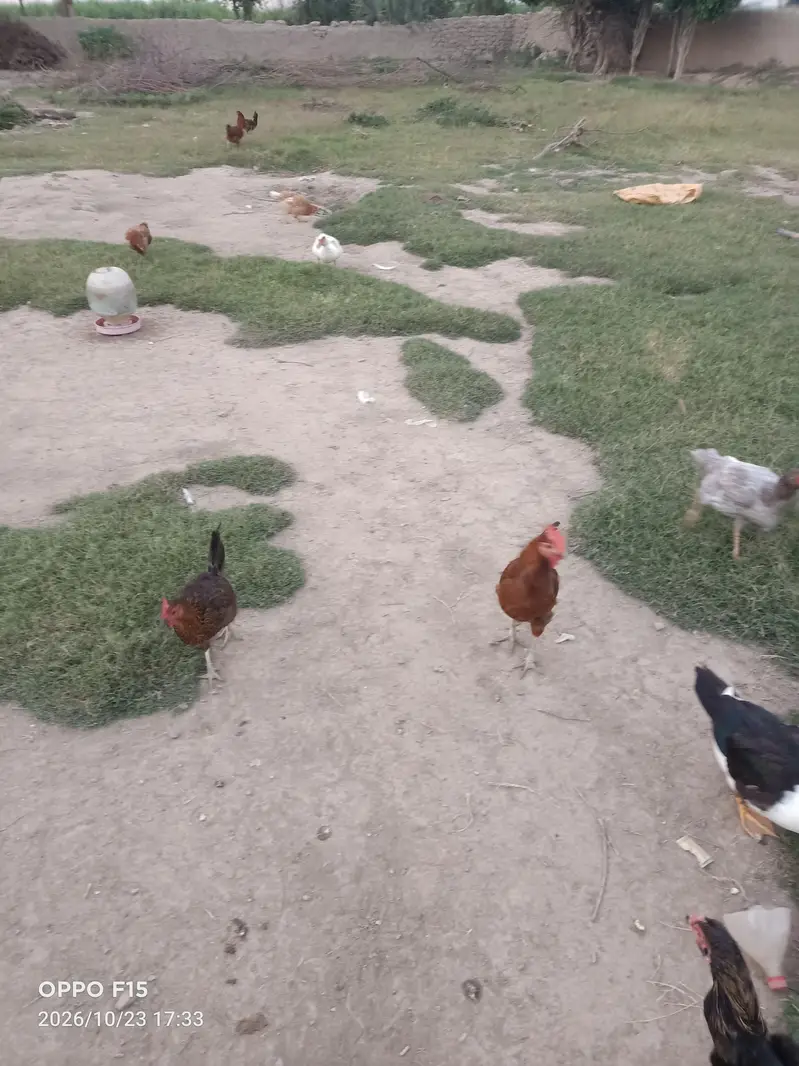 Misri Golden Hens For Sale — photo 2