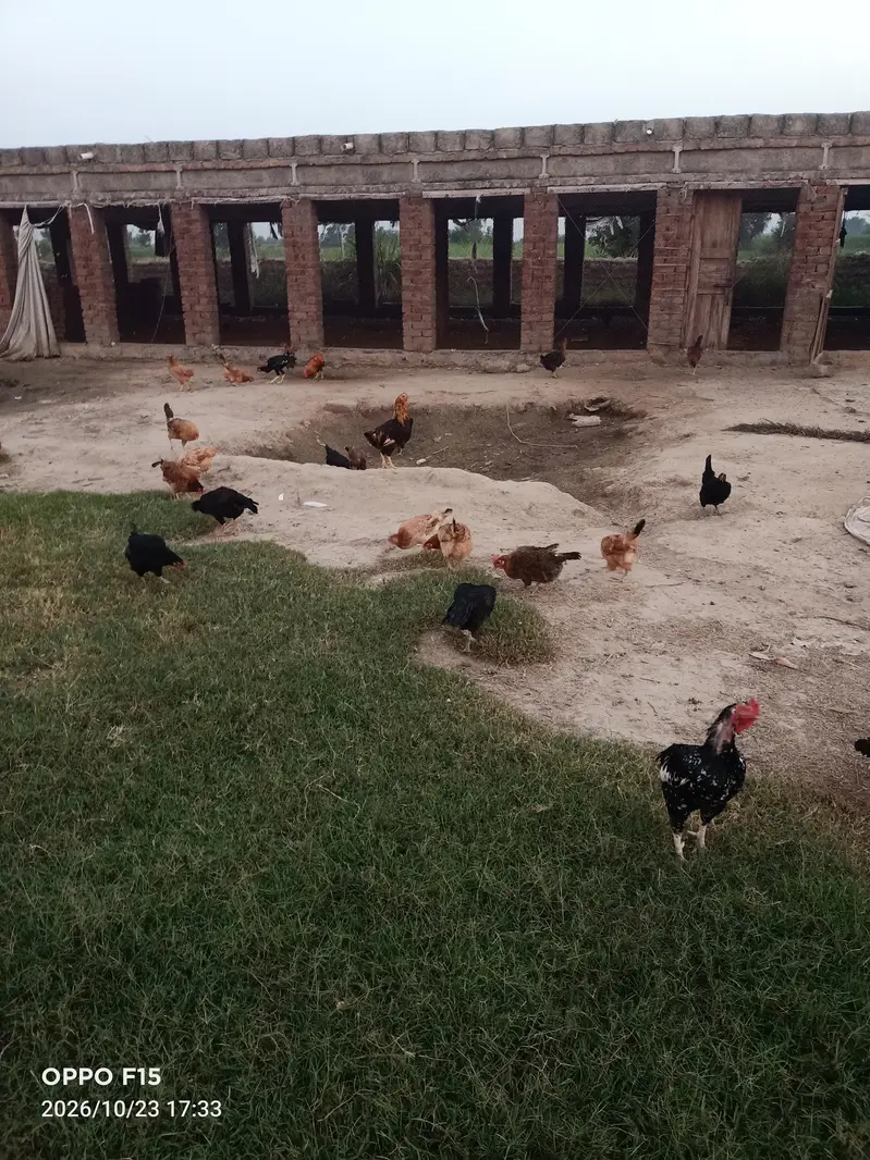 Misri Golden Hens For Sale — photo 3