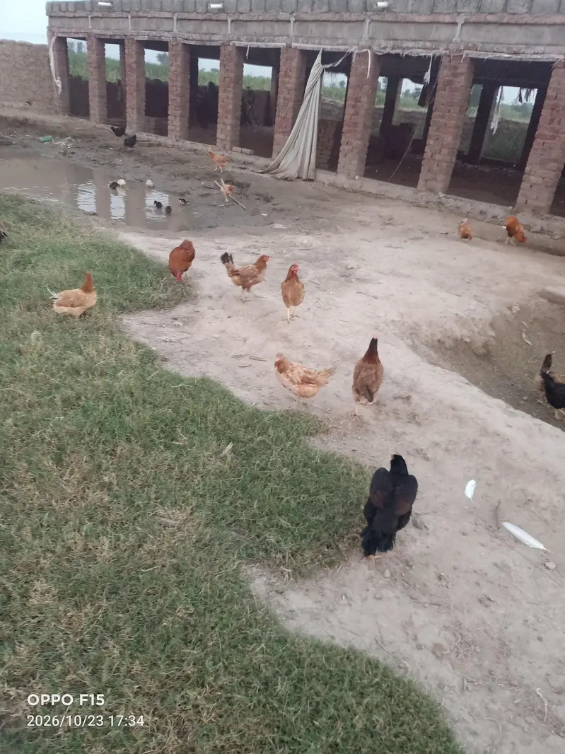Misri Golden Hens For Sale — photo 4