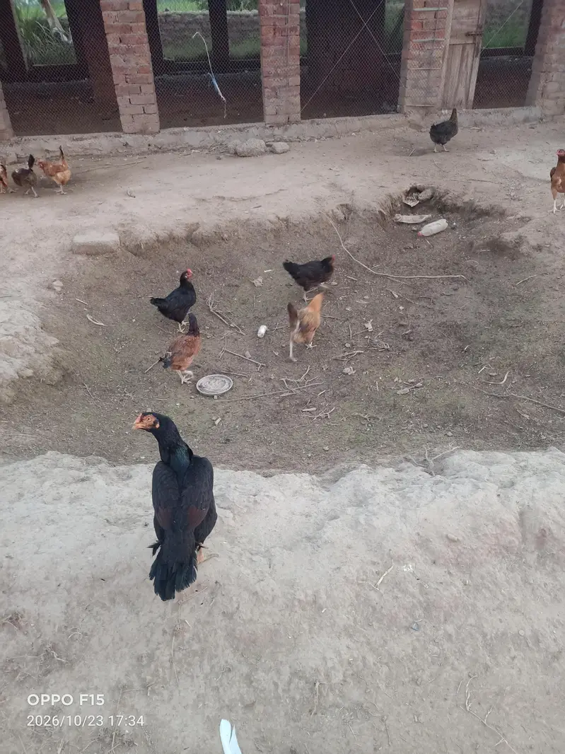 Misri Golden Hens For Sale — photo 5