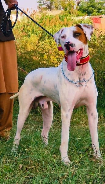 Lapa gultair male age 10 month for sale available