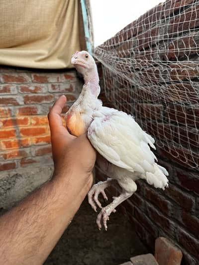 Parmoz male,heere yellow nuk nali female,jawa sawa male,white Female