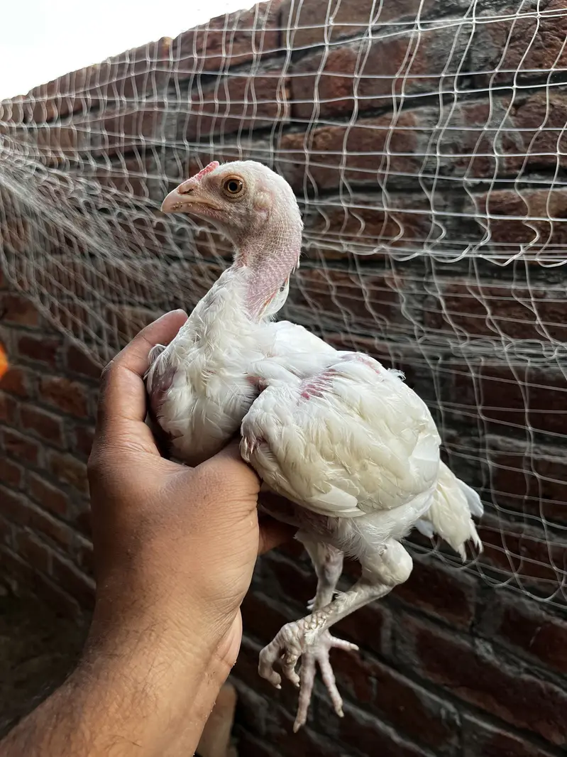 Parmoz male,heere yellow nuk nali female,jawa sawa male,white Female — photo 4